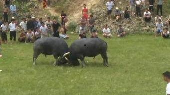 2018亚洲斗牛视频,激情碰撞,热血沸腾 2018亚洲斗牛视频,激情碰撞,热血沸腾